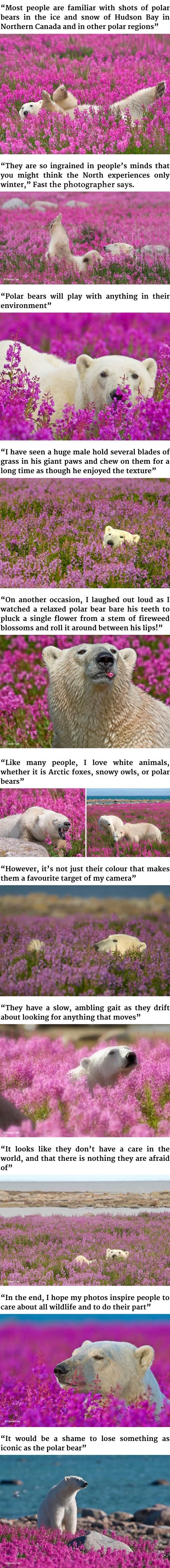 Polar bears playing in fields