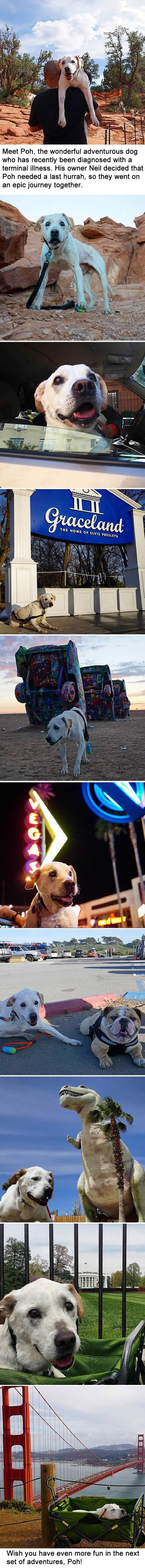 Dog's last adventure