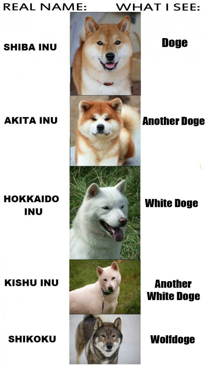 Doge army