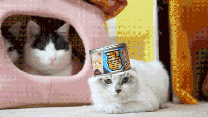 Saucy cat says no