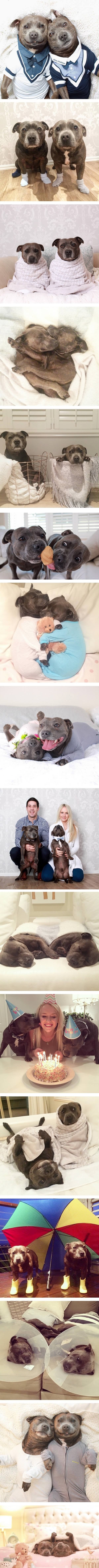 Adorable pitbull brothers