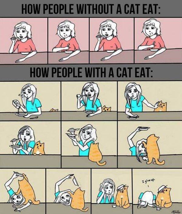 Cat owners will know