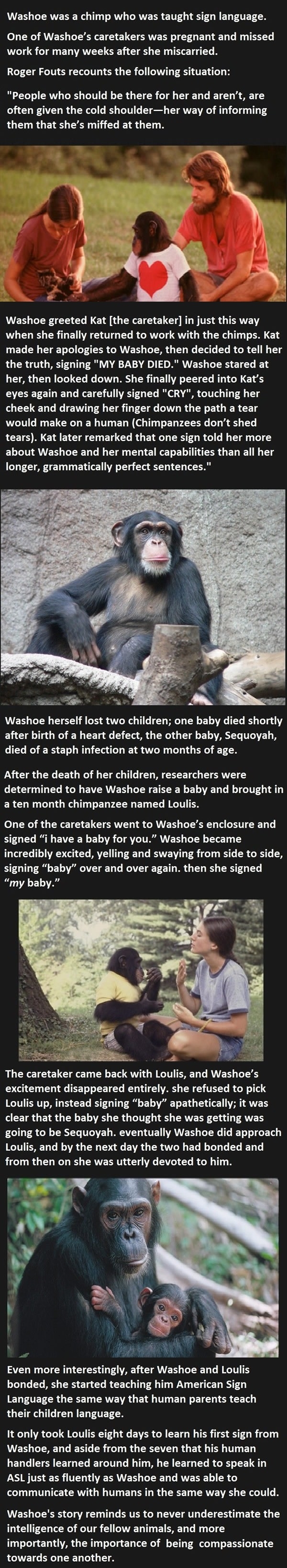 Don't underestimate animals