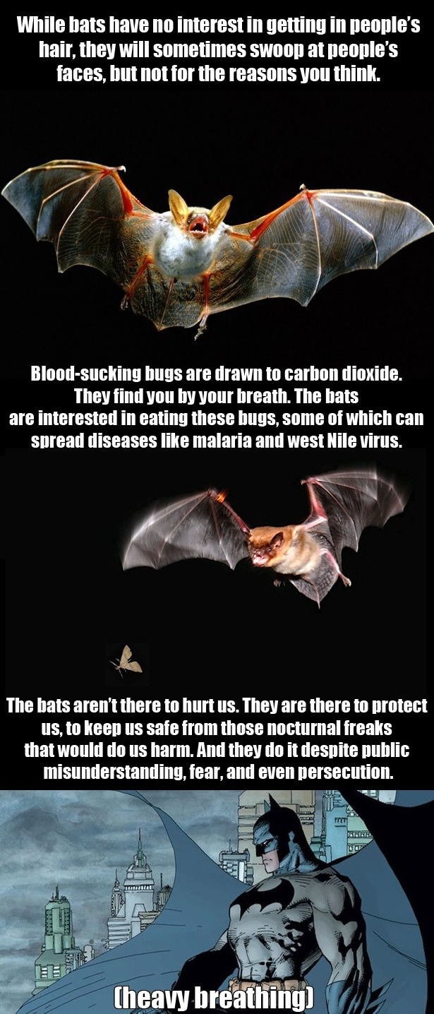 The truth about bats