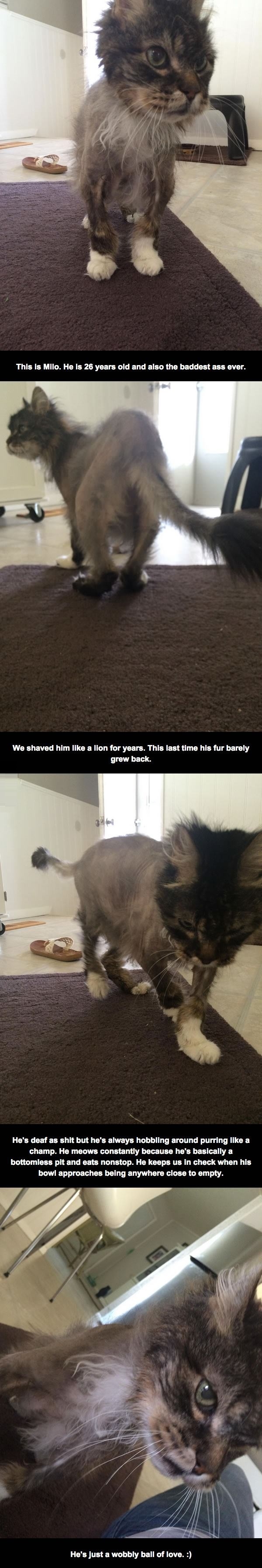 Milo, the 26 year old cat