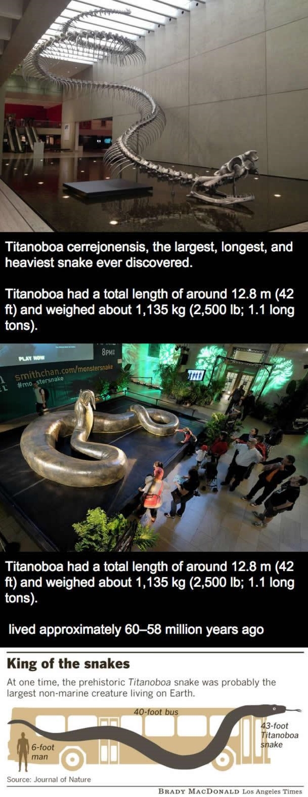 The Titanoboa