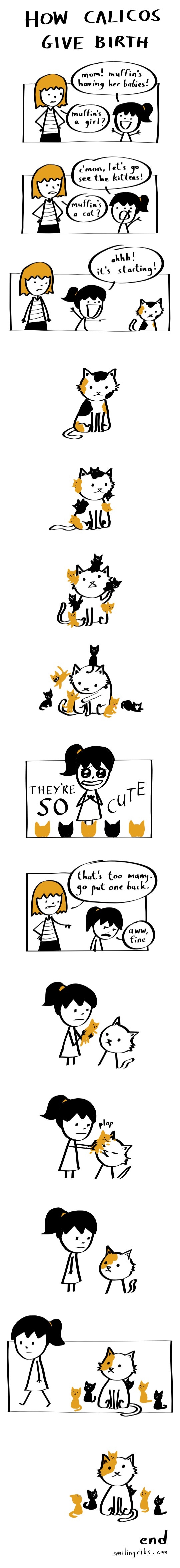 How calicos give birth