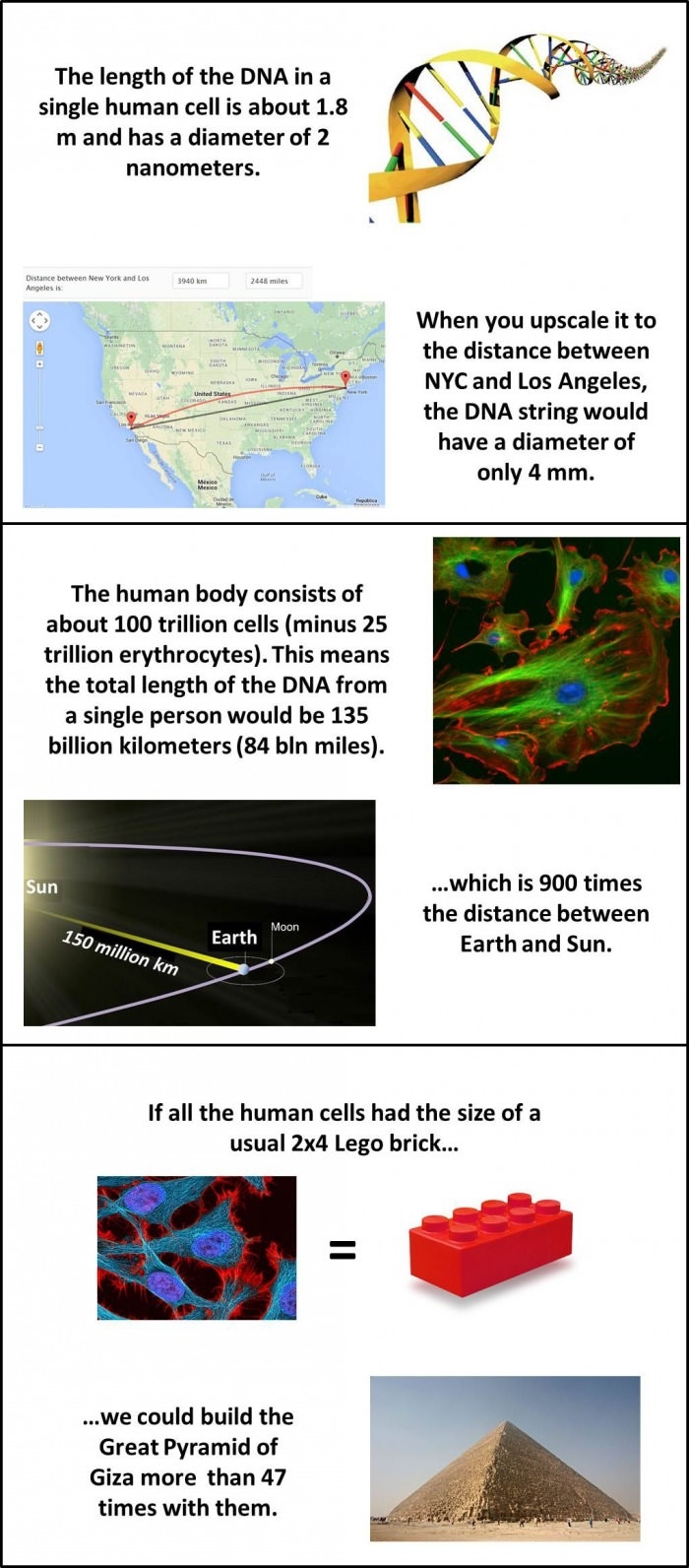 DNAmazing facts