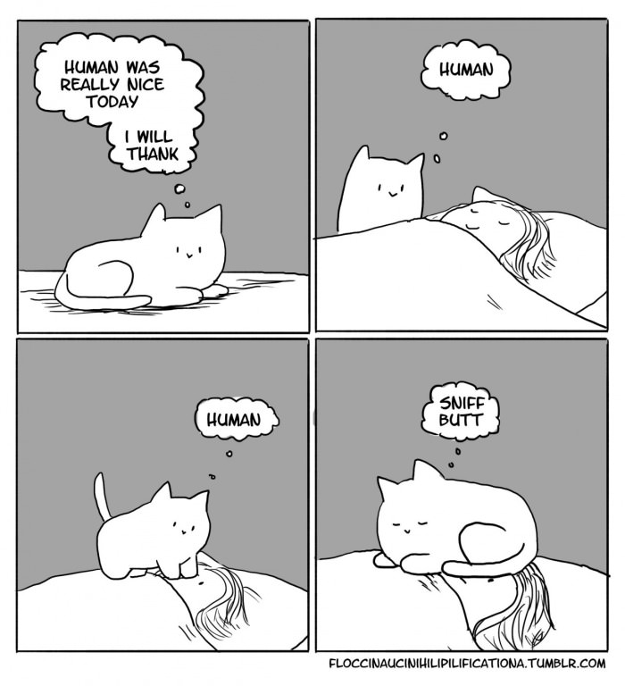 True cat love