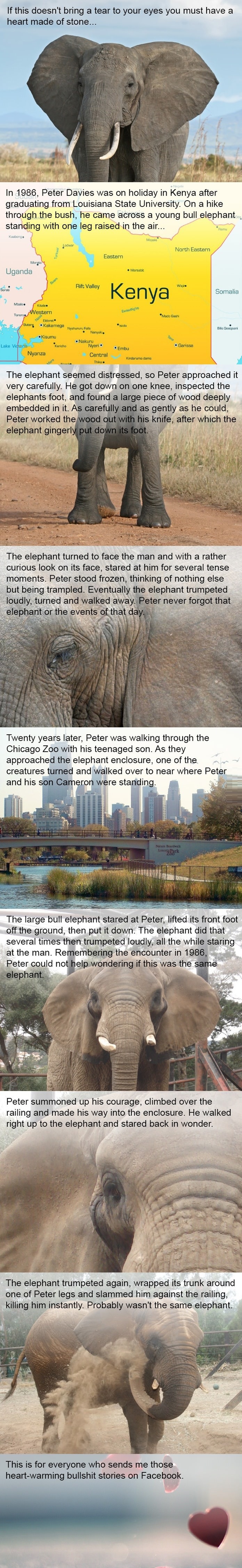 Elephants never forget