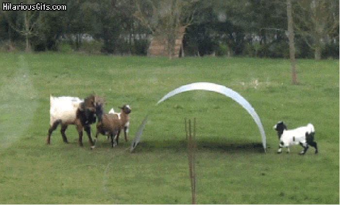 Goats just wanna have fun