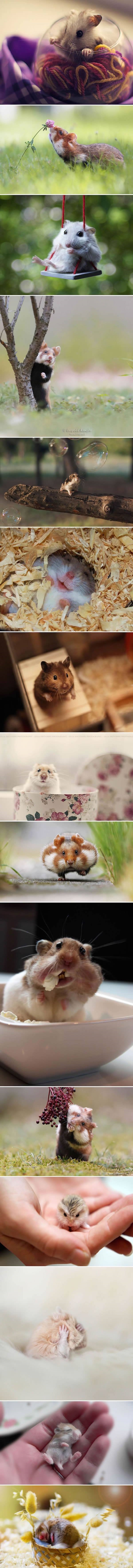 Adorable hamsters