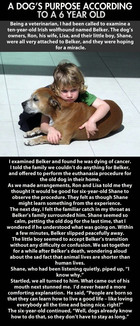 A dog's purpose
