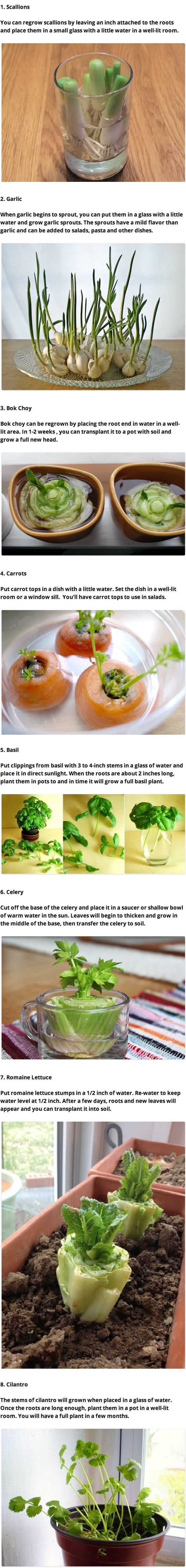 Vegetables that regrow