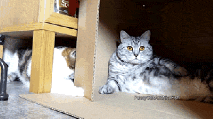 The Shining by cats