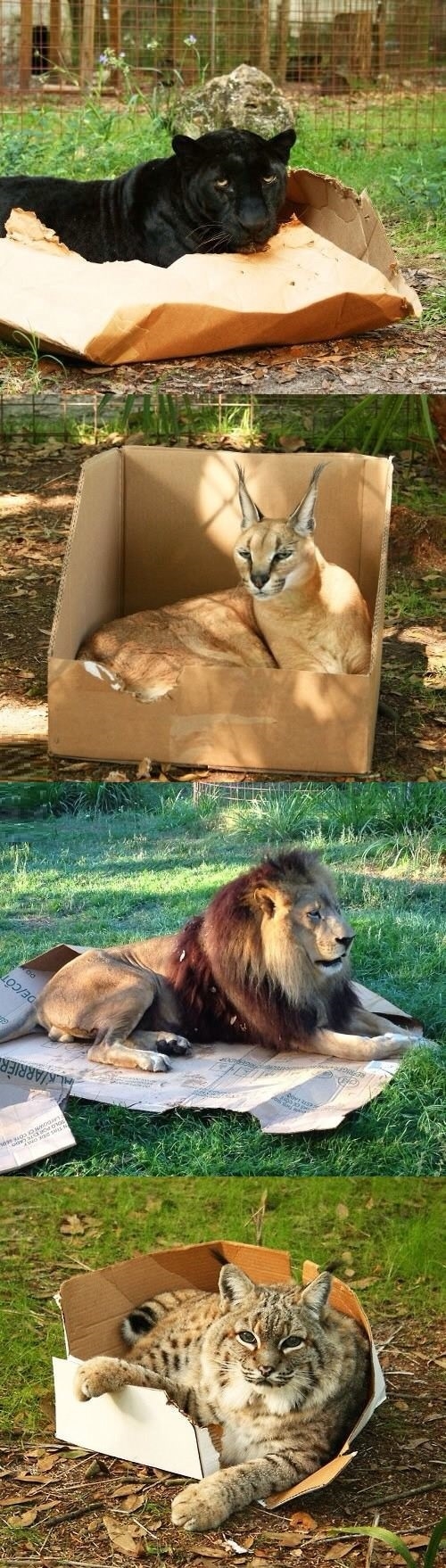 Cats and their boxes