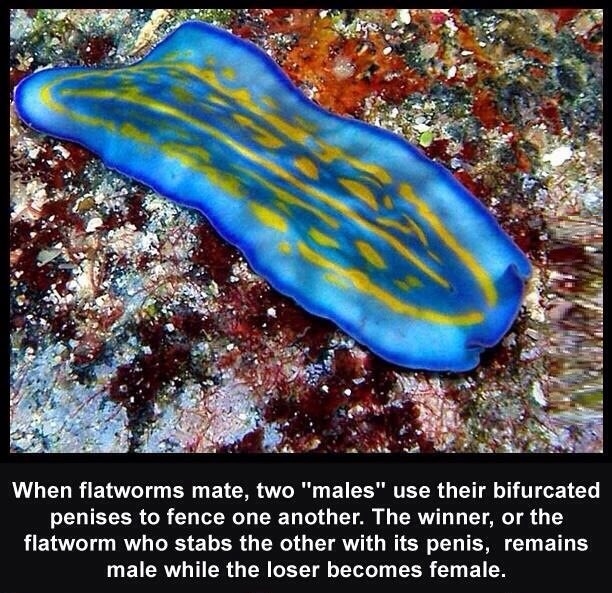 When flatworms mate