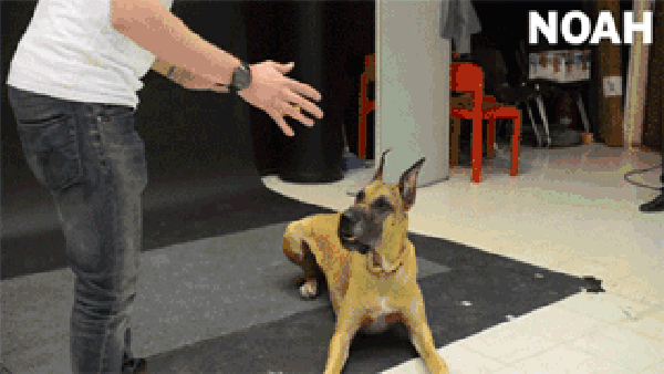 There are 4 kinds of dog