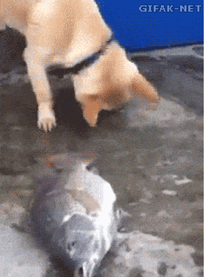 Dog has a heart of gold