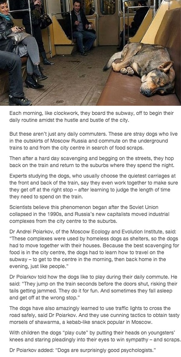 Dogs in Russia