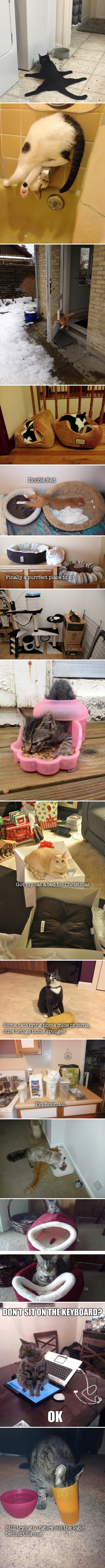 Cat logics