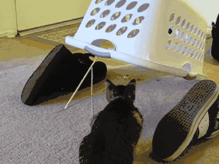 This is a trap!