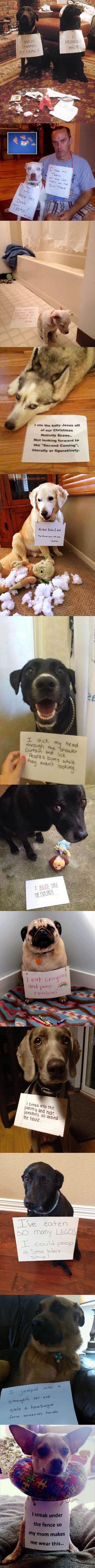 Bad dogs