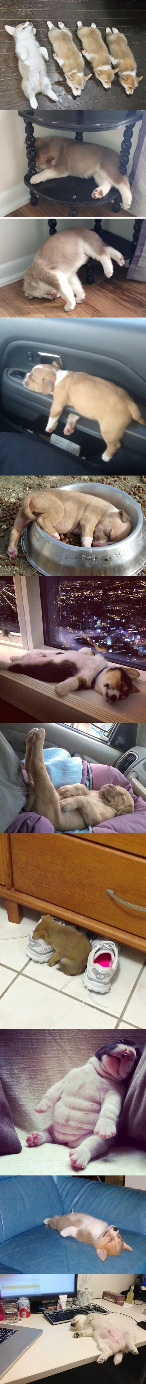 Puppies sleeping