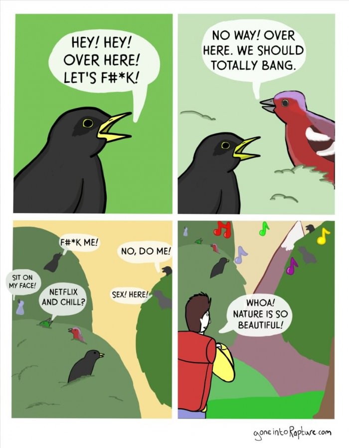 What birds really talk about