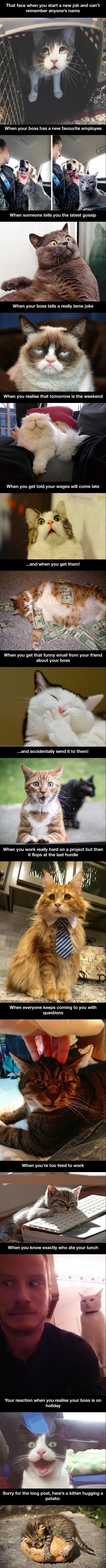Hilarious cats