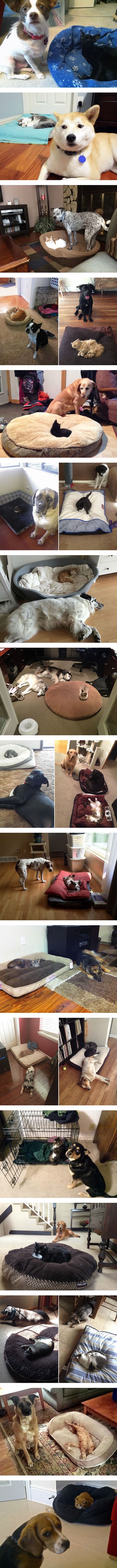 Dog beds stolen by cats