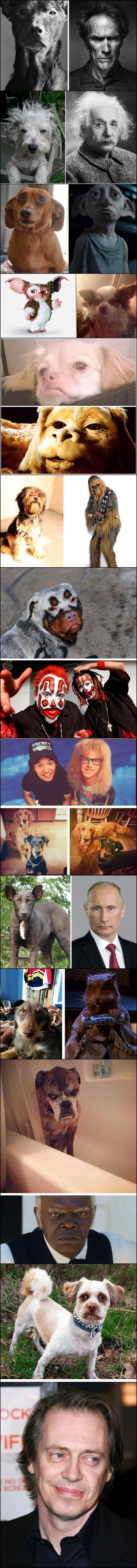 Oddly familiar dogs