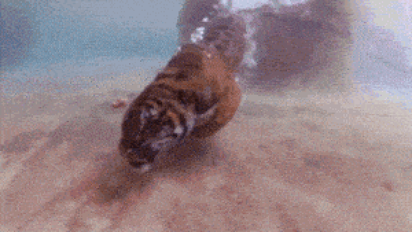 Tiger going for a swim