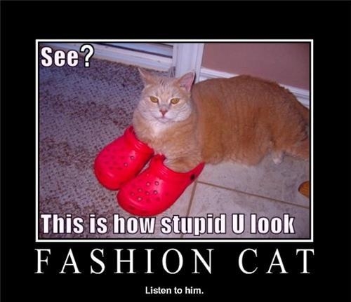 Fashion Cat
