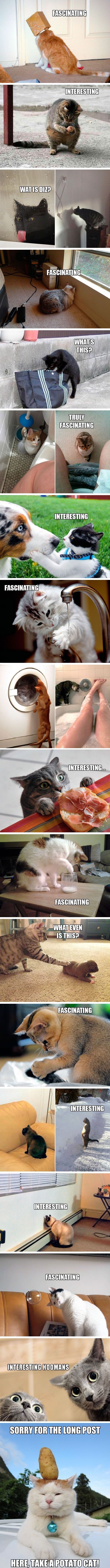 If cats were scientists..
