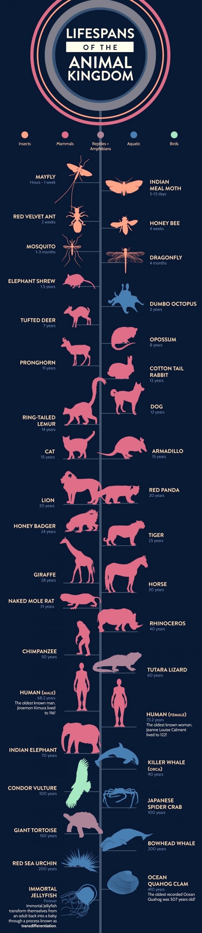 Lifespan of animals