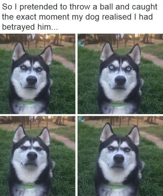 Why did you betray me?