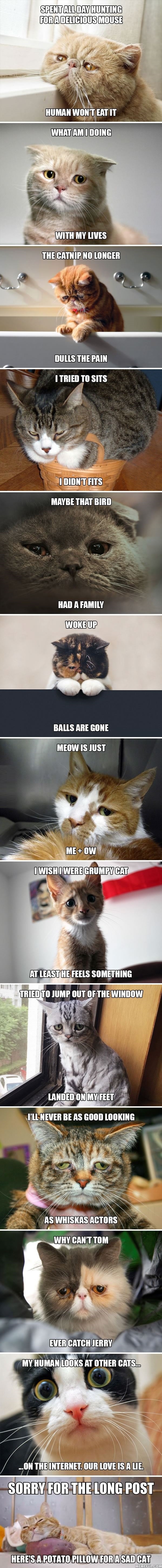 1st world cat problems