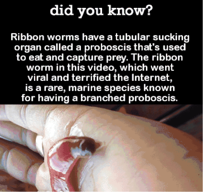 Ribbon worms