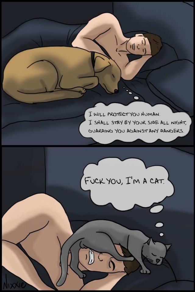 Dogs vs cats