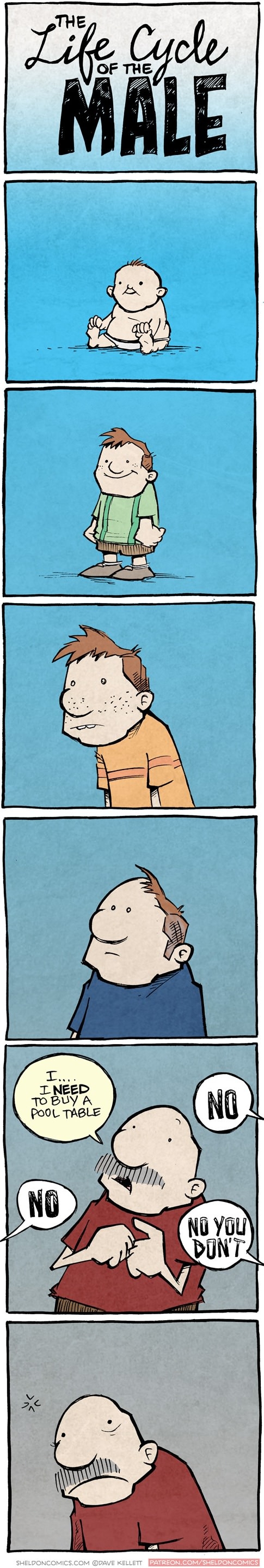 Life cycle of the male