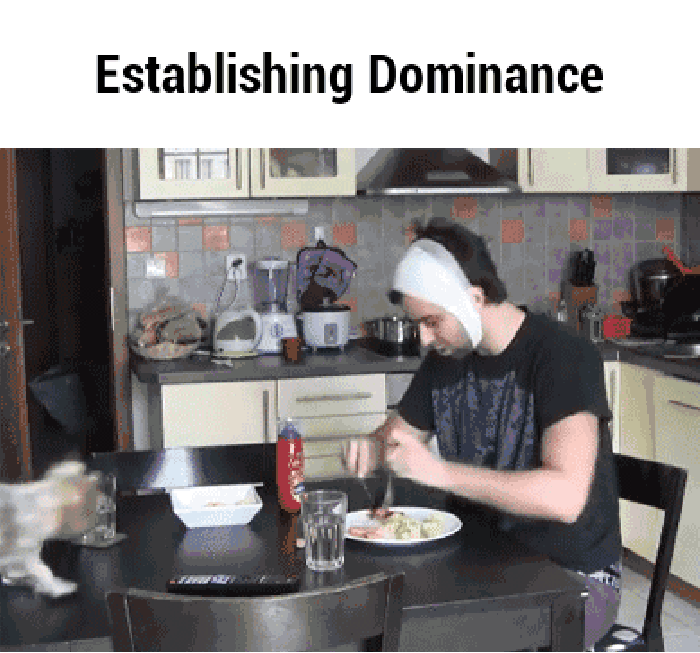 Step one in pet ownership