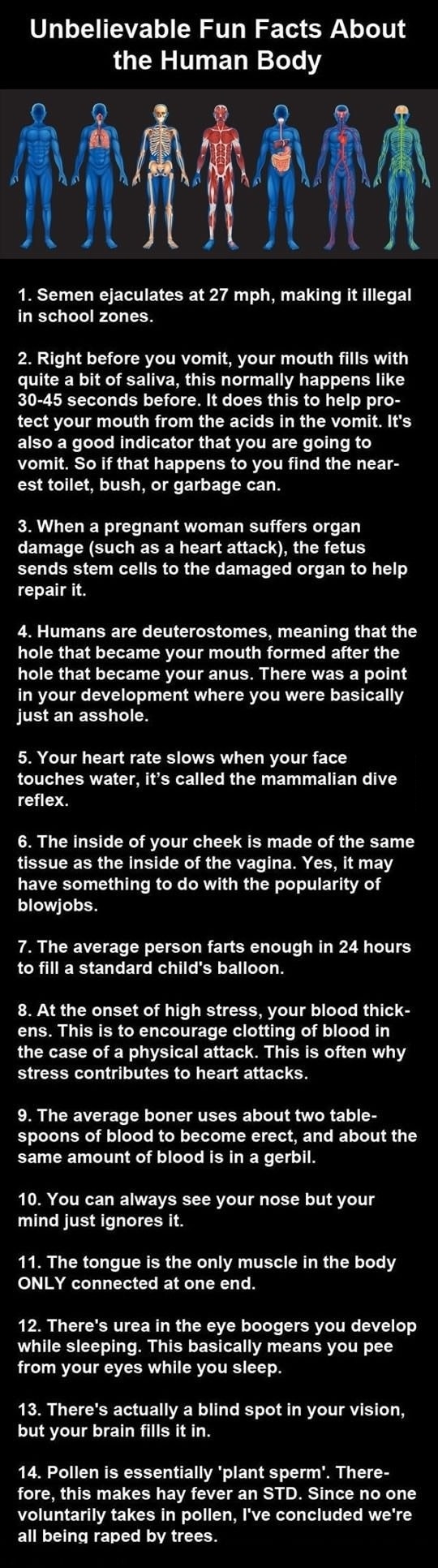 Human body facts