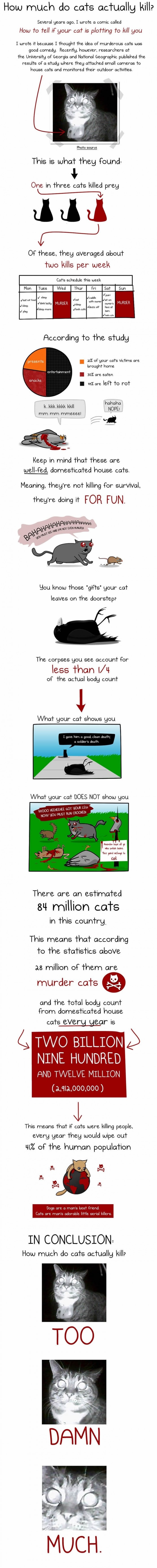 Your beloved cat