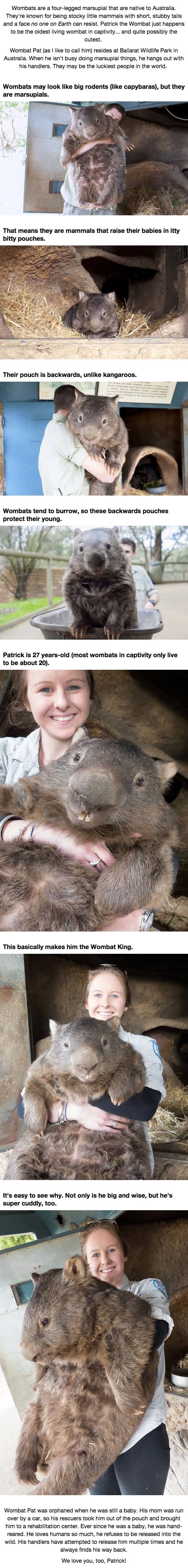 Oldest living wombat