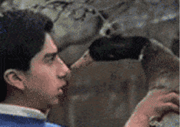 Trying to kiss a duck