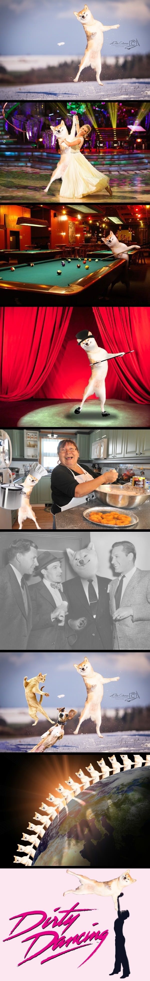 Smug Shiba photoshop