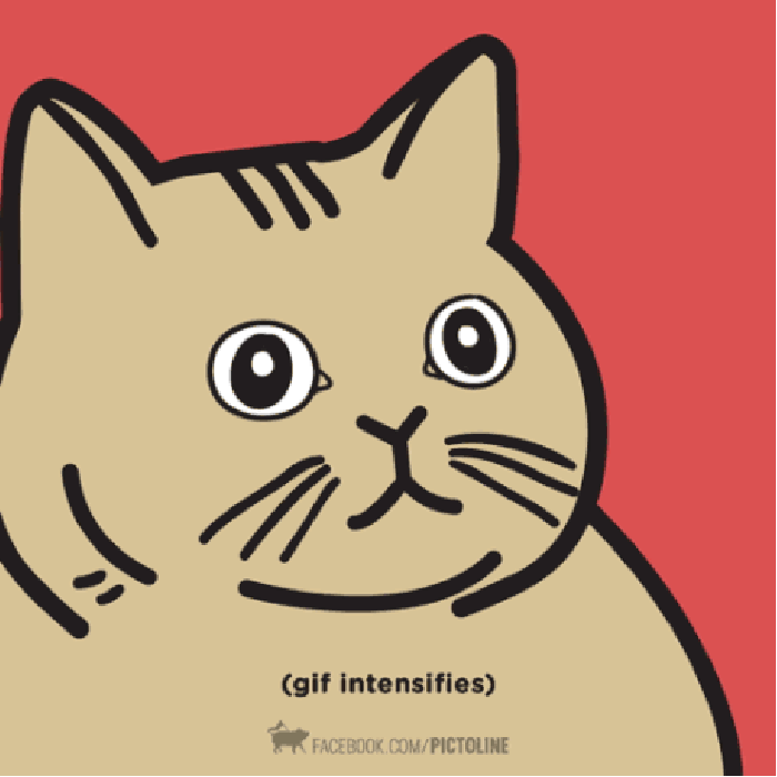 For the cat lovers