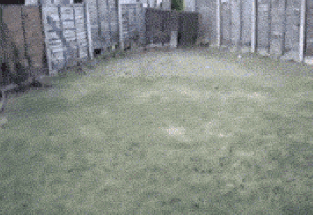 Baby fox head gets stuck