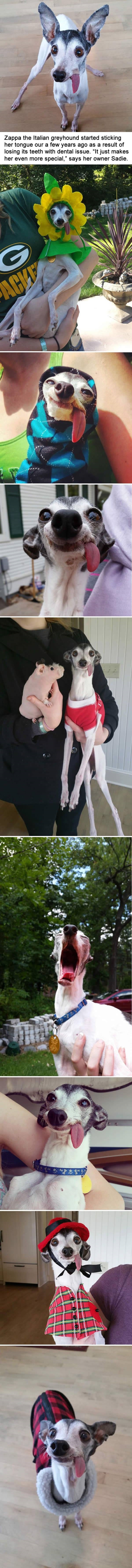 Zappa the derpy dog
